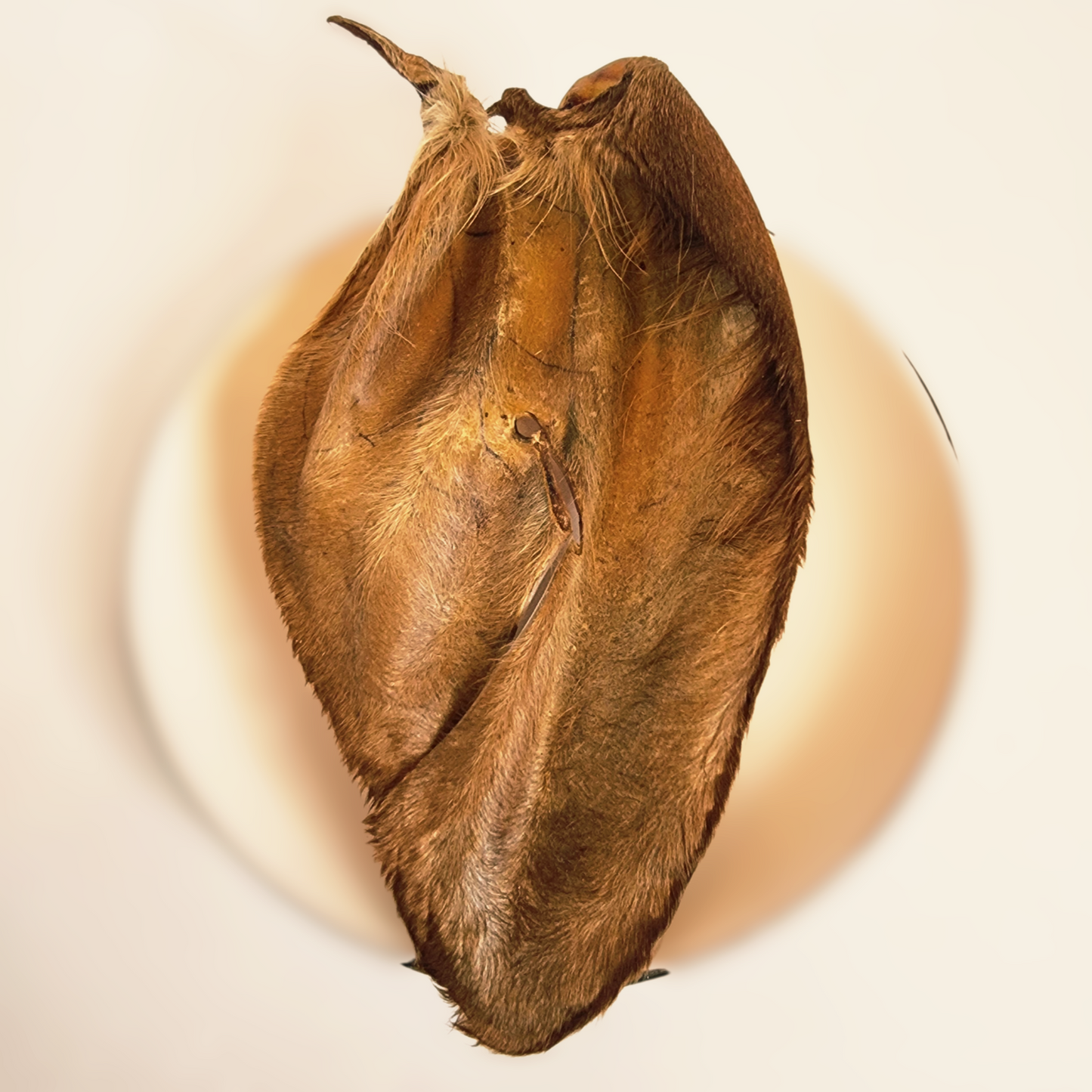 Oreja de Res Deshidratada